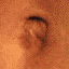 Belly Button